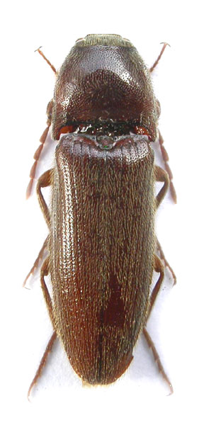 Melanotus fraseri