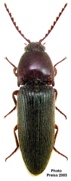Melanotus fusciceps