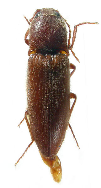 Melanotus ghilarovi