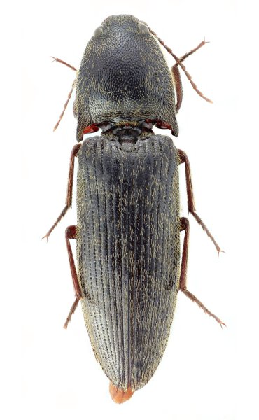 Melanotus grosseri