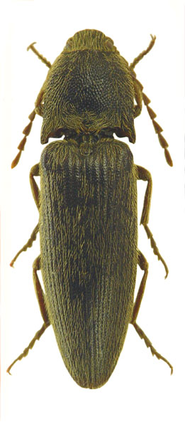 Melanotus gudenzii