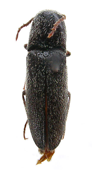 Melanotus gurjevae