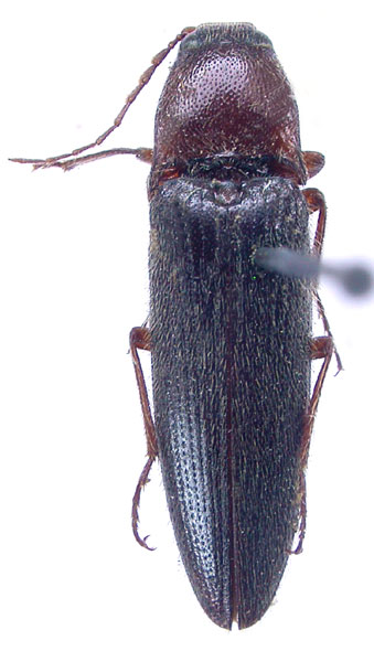 Melanotus hauseri