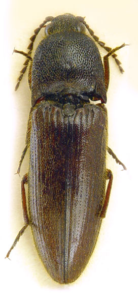 Melanotus hayekae