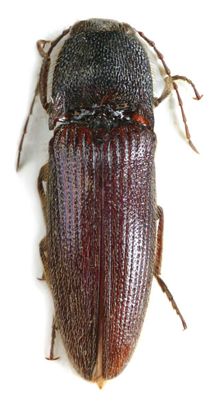 Melanotus hayekae