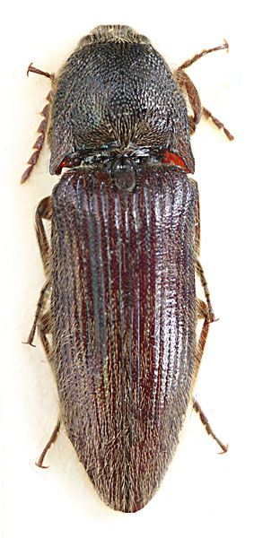Melanotus hayekae
