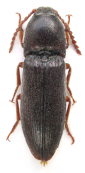 Melanotus heydeni