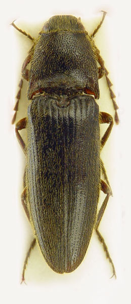 Melanotus hiekei