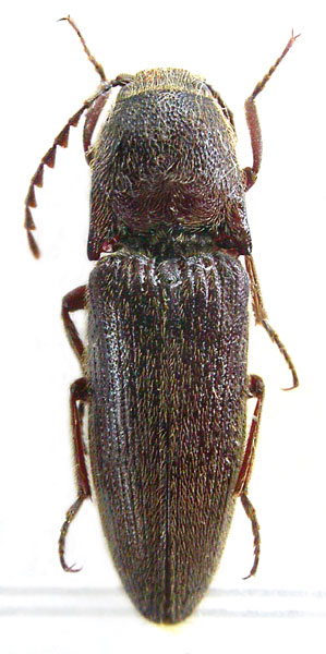 Melanotus holzschuhi