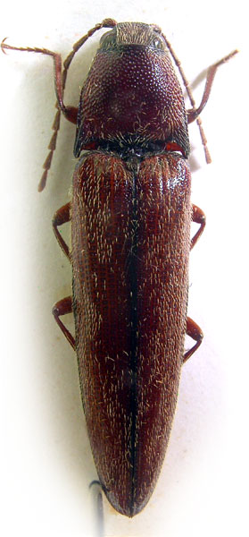 Melanotus hopei