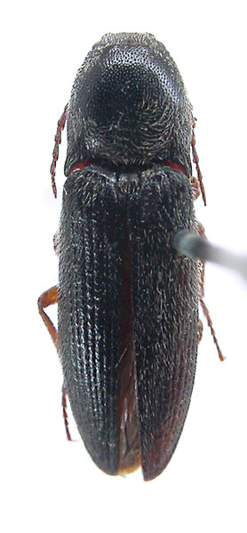 Melanotus imitator