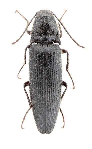 Melanotus incurvus