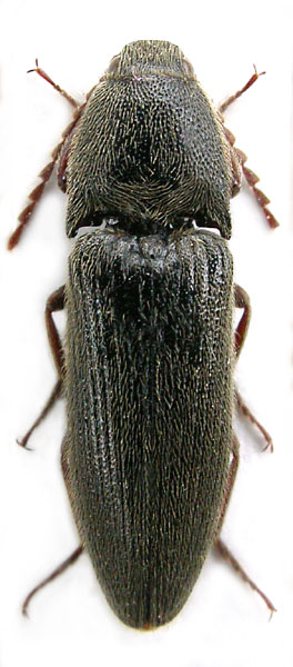 Melanotus jendeki