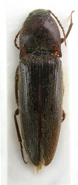 Melanotus kabakovi