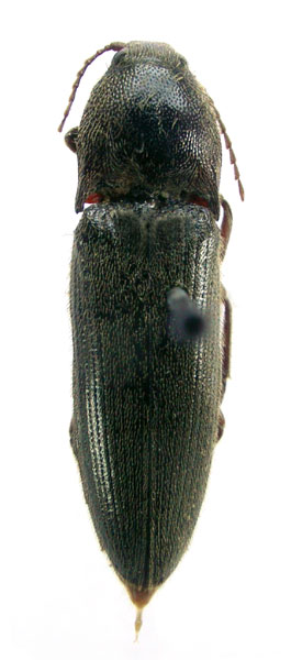 Melanotus kabakovi