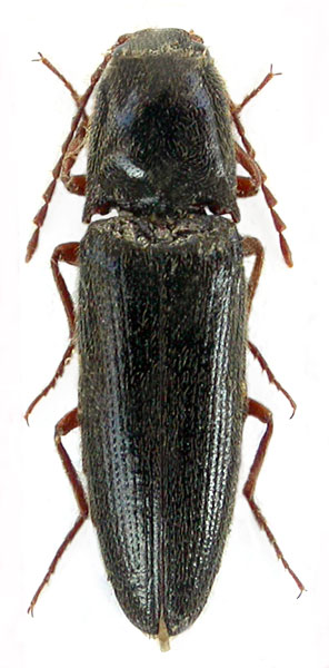 Melanotus kalabzai