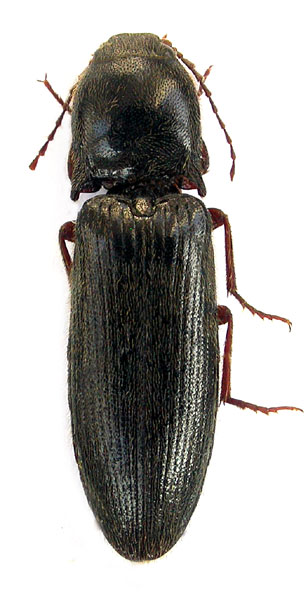 Melanotus kalabzai