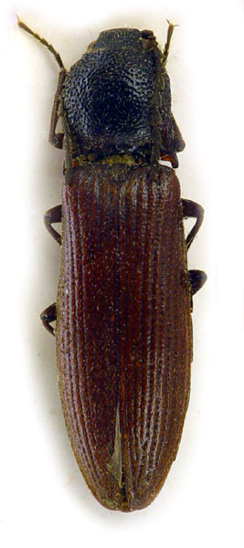 Melanotus kaulbacki