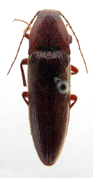 Melanotus kirghizicus