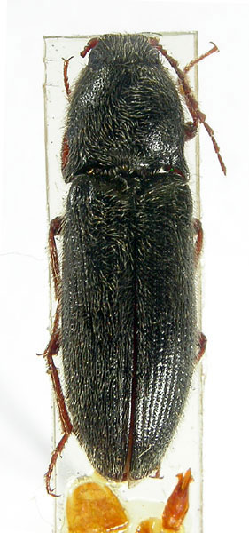 Melanotus kopetdagensis