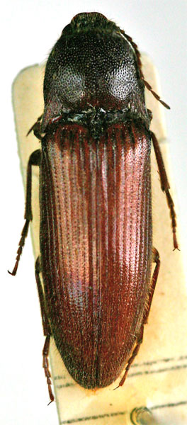 Melanotus lebischi