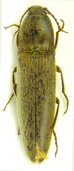 Melanotus leileri