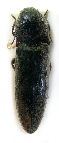 Melanotus loebli