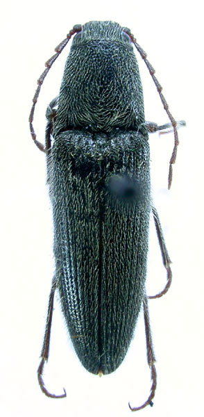 Melanotus longus