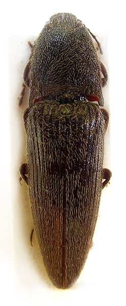 Melanotus maceki