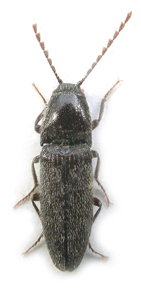 Melanotus mamillanus