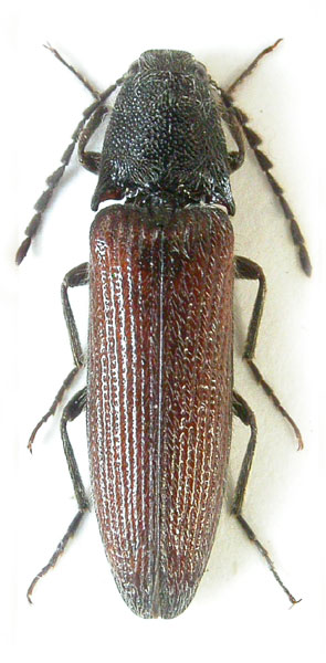 Melanotus mertliki