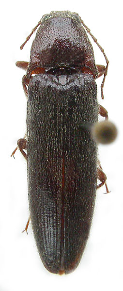 Melanotus michajlovi