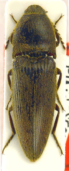 Melanotus opacus