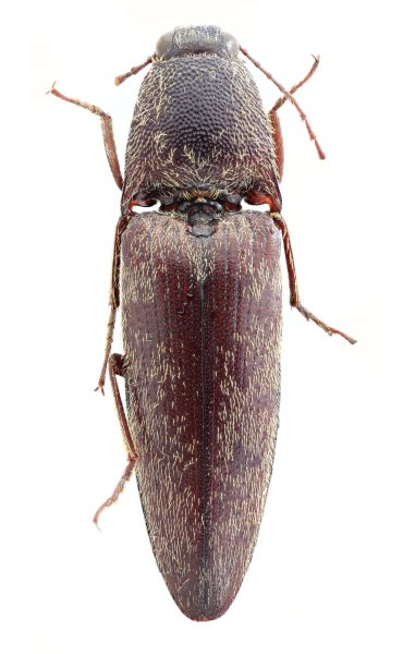Melanotus paulusi