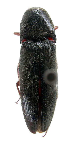 Melanotus persimilis