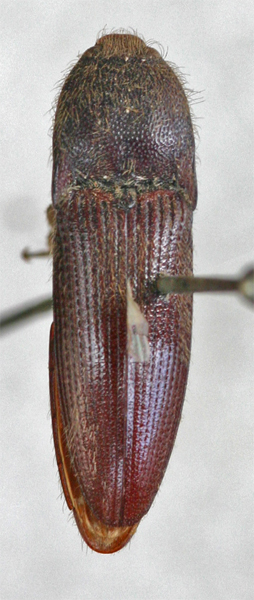 Melanotus poggii