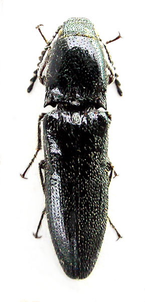 Melanotus pseudoalburnus