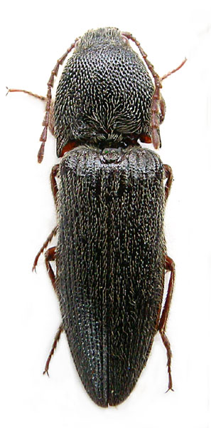 Melanotus pseudoarctus