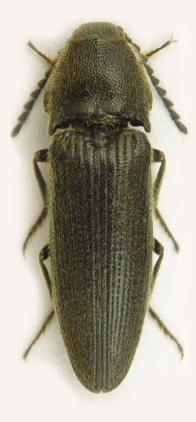 Melanotus punctolineatus