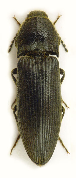 Melanotus punctolineatus