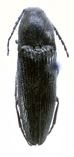 Melanotus rectus