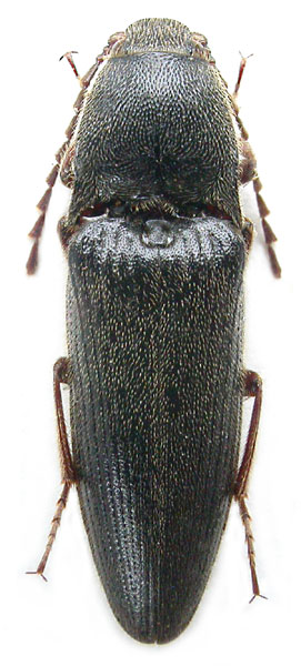 Melanotus schoenmanni