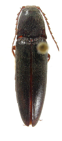 Melanotus sladkovi