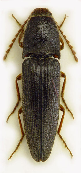 Melanotus spevari