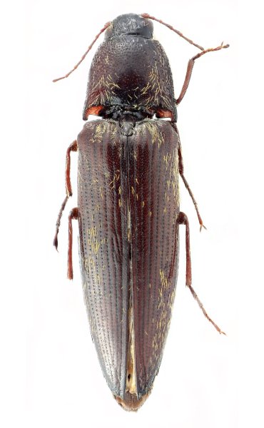 Melanotus spinosulus