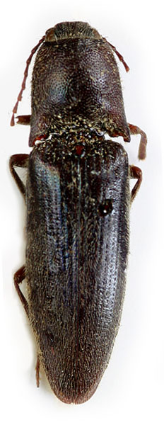 Melanotus splichali