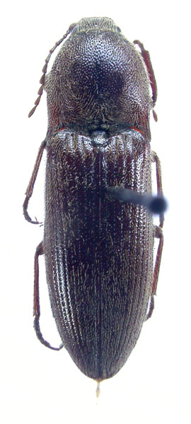 Melanotus stegnus