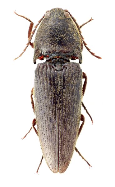 Melanotus taitungensis