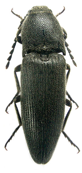 Melanotus tauricola