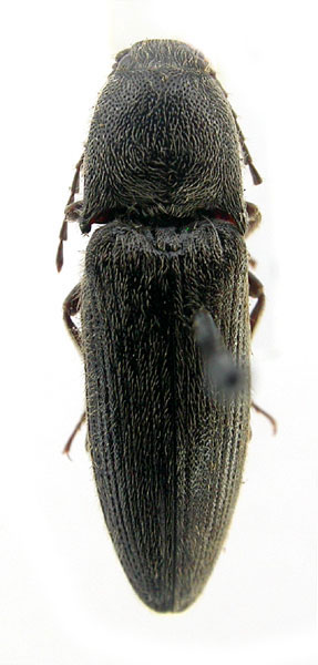 Melanotus tauricola